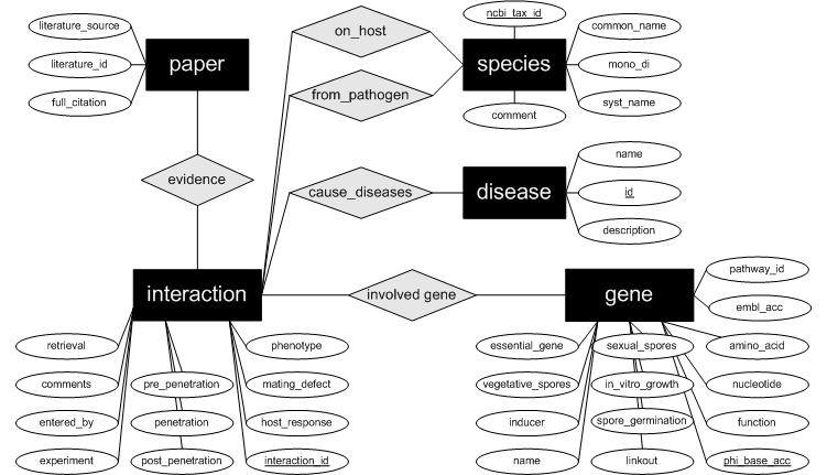 ER Diagramm